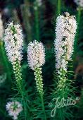 Liatris spicata 'Floristan White'